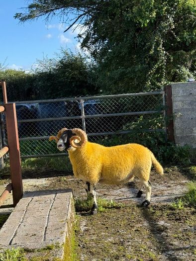 Lanark rams