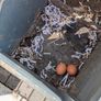 5 laying chickens, coop and run Image 8