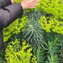 Plant Image 4