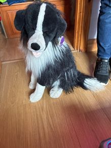 Large collie dog
