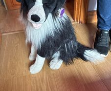 Large collie dog