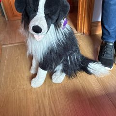 Large collie dog