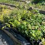 Potted Native Trees and Shrubs Image 6
