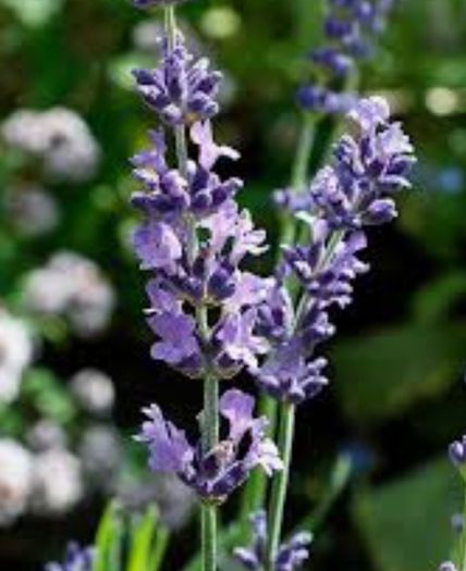 Lavandula