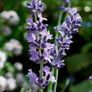 Lavandula Image 3