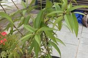 peach tree