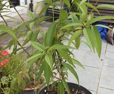 peach tree