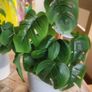 Artificial Monstera Plants in Ceramic Pots x 2 Image 9