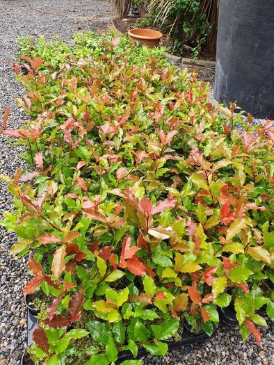 Golden and Green Privet Hedging One Euro