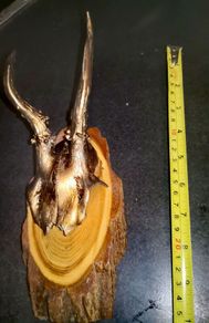 Real antlers wall decor price for each
