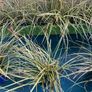 Evergreen plant Image 10
