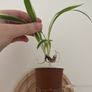 Spider Plants Image 3