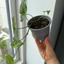 monstera siltepecana Image 2
