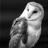 Silver Owlman