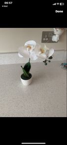 flower small orchid