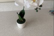 flower small orchid