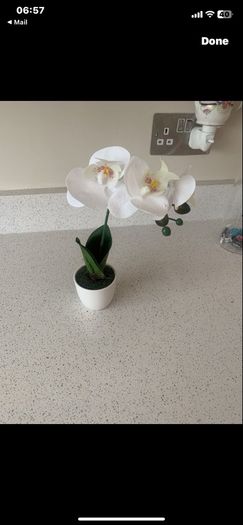 flower small orchid