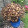 Beautiful Large Glazed Ceramic Planter and Mature Garden Shrub Image 8