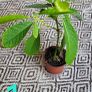 House plant bundle + variegated Monstera Image 2