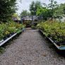 Flowering Shrubs, Evergreen Plants Image 3