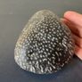 Natural Fossilized Coral Pebble Image 6
