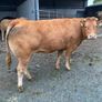 7 organic incalf heifers Image 7
