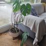 Monstera Plant Image 2