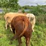 Cattle Image 3