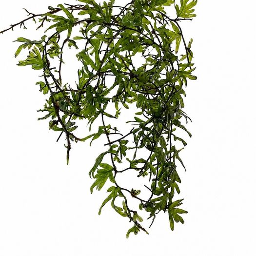 Crepidomanes sp. Malabaricum (mini fern) - 10cm