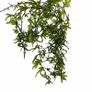 Crepidomanes sp. Malabaricum (mini fern) - 10cm Image 3