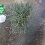 Festuca Grass Plant Image 3