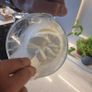 30 grams Active and Ready Milk Kefir Grains Image 7