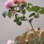 Plant Image 3