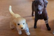 Schleich animals dogs