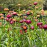 (S) Strawflower Everlasting Swiss Giant mixed seeds 1g (414482) Image 4