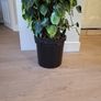 Philodendron Scandens Brasil Image 3