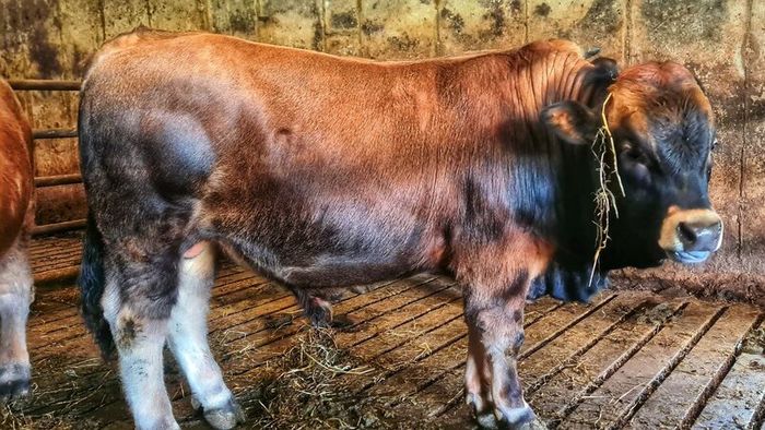 Aubrac bulls