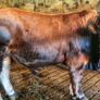 Aubrac bulls Image 8