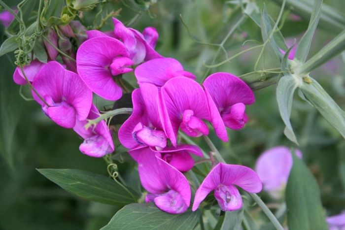 Offshoots, Divisions and Seedlings