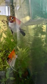 angel fish