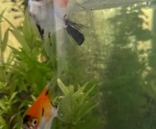 angel fish