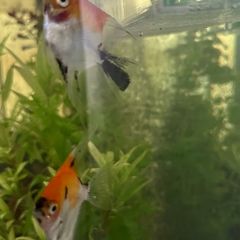 angel fish
