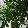 Ficus tree Image 7