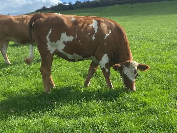17 Fleck cross in Calf Heifers for Sale