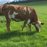 17 Fleck cross in Calf Heifers for Sale Image 2