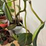 House Plant Bundle Image 2