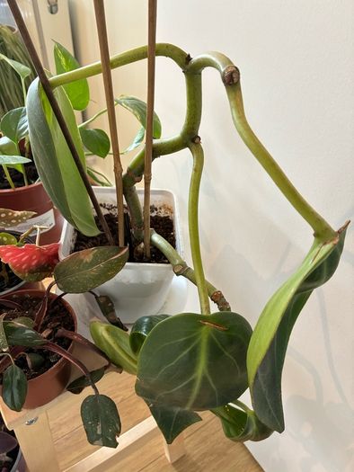 House Plant Bundle
