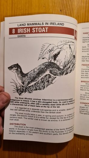 Land Mammals In Ireland. Issued By Forest And Wildlife Service. Leesonane Dublin. Booklet.1986.