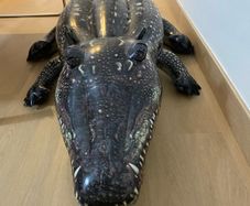 Inflatable crocodile
