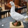 Large Antique French Glazed Terracotta Goose Image 2